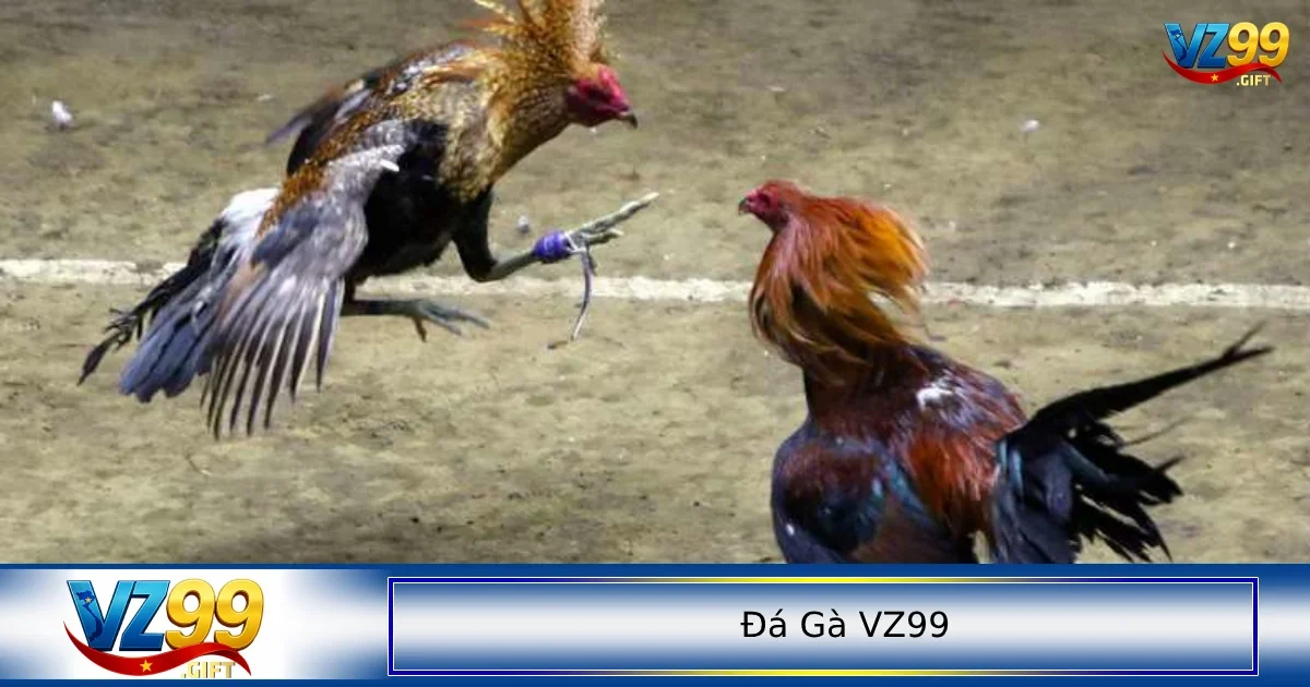 Luật chơi đá gà cơ bản dành cho những ai chưa biết